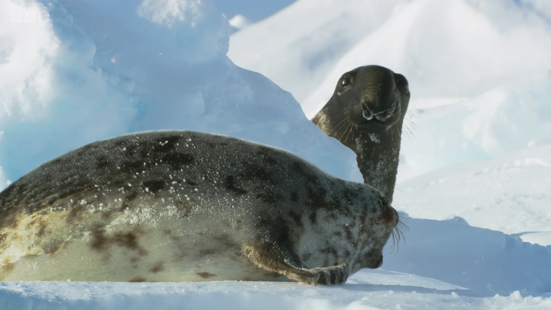 Hooded seal (Cystophora cristata) as shown in Frozen Planet II - Frozen Worlds